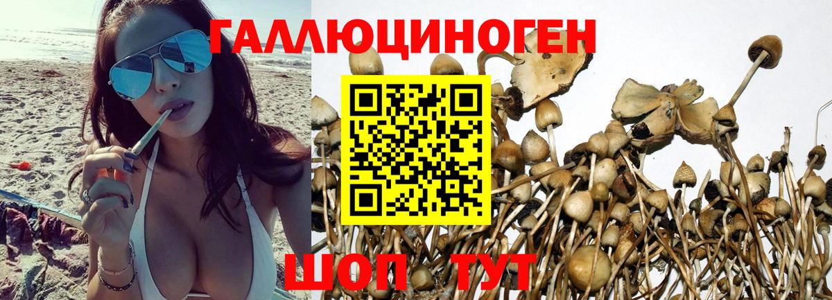 Псилоцибиновые грибы Cubensis Елизово