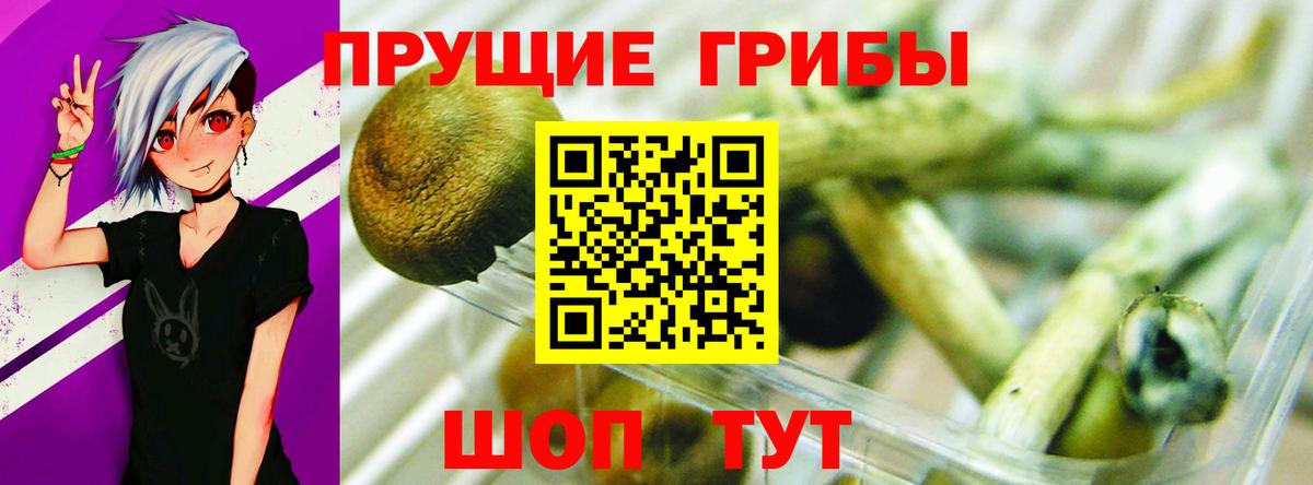 Псилоцибиновые грибы GOLDEN TEACHER  Вход с VPN  Елизово  Псилоцибиновые грибы мухоморы 
